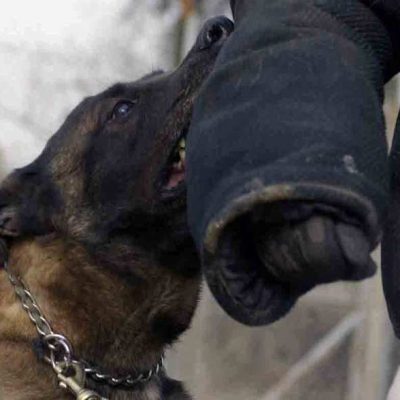 dogbite-1 corporate lawyer calgary